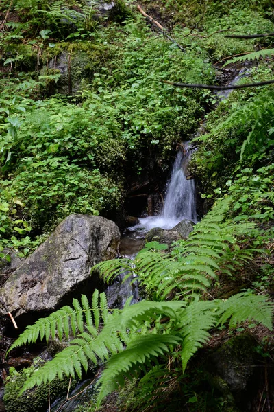 Waterval Kleine Waterval Waterval Beek Bergbeek Bos Bosbodem Natuur Landschap — Stockfoto