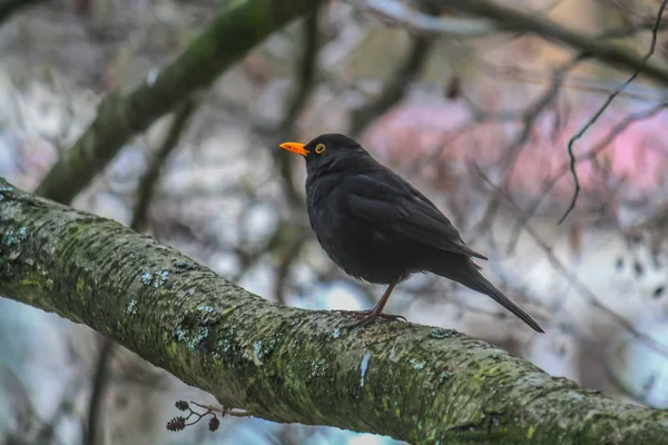 Merle Noir Est Assis Sur Branche Arbre — Photo