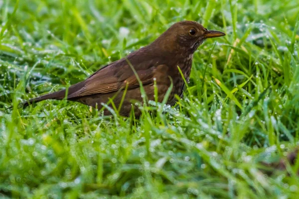 Amsel Regengras — Stockfoto