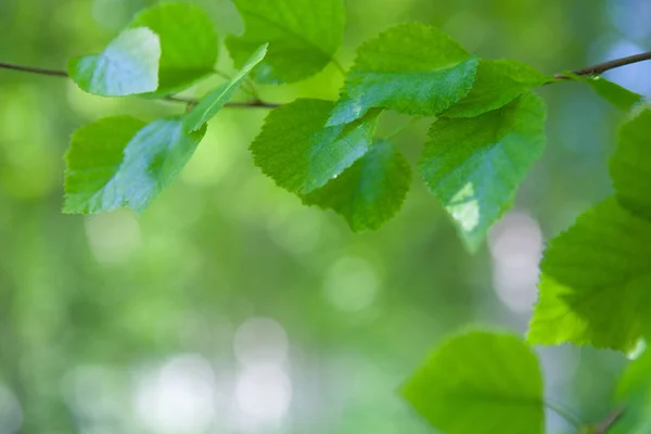 Feuilles Vertes Sur Arbre — Photo