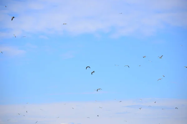 Vista Panorâmica Belas Gaivotas Pássaros — Fotografia de Stock