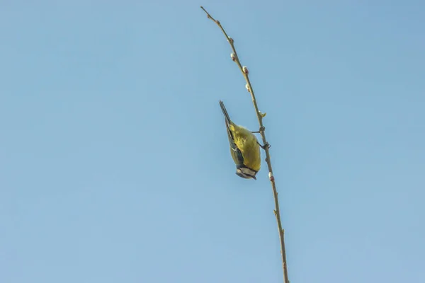 Blue Tit Willow Branch — Stockfoto