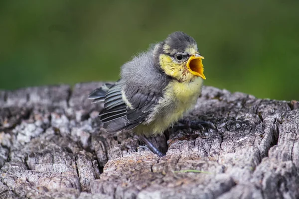 Young Blue Tit Gets Excited Stump — Stok fotoğraf