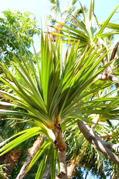 Palm Levelek Spanyolországban Másolás Hely — Stock Fotó