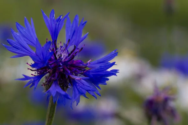 Macro Flowering Columbine Purple — Stock Photo, Image