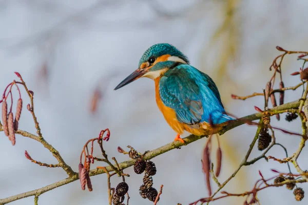 Közelkép Kilátás Kingfisher Madár Vad Élet — Stock Fotó