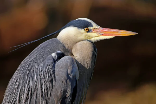 Kopfstudie Graureiher Ardea Cinerea — Stockfoto