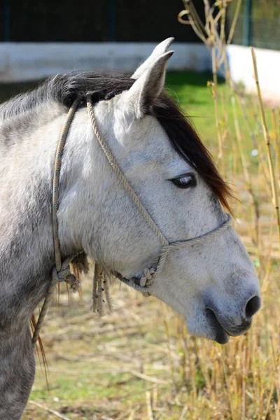 Paard Wei Spanje — Stockfoto