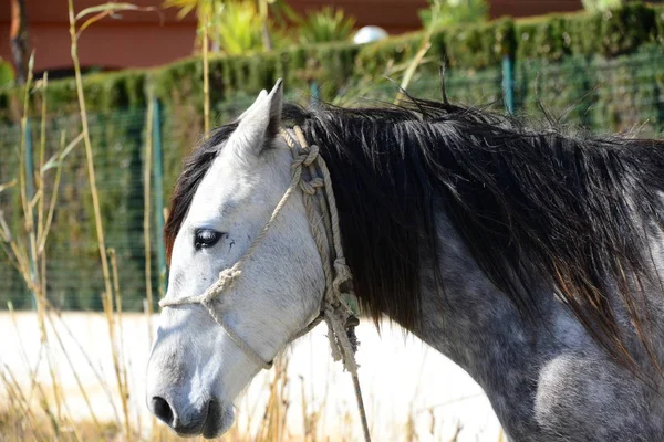 Paard Wei Spanje — Stockfoto