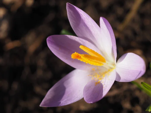 Krokusblommor Vårflora — Stockfoto
