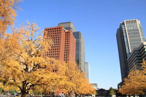 Folhas Outono Longo Avenida Miyuki Marunouchi Tóquio Japão — Fotografia de Stock