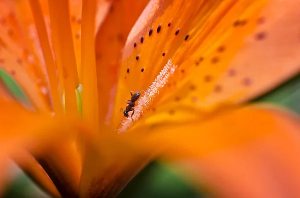 Μυρμήγκι Κρίνος Μακροεντολή Φύση Κρίνος Φωτιάς Μυρμήγκι Κρίνος Μακροεντολή Λουλούδι — Φωτογραφία Αρχείου