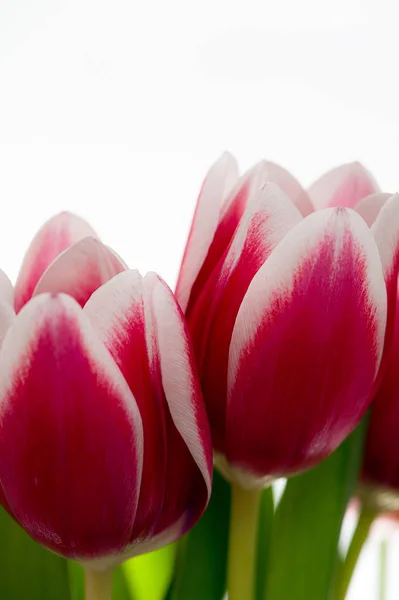 Tulip Blossoms Isolated White — Stock Photo, Image