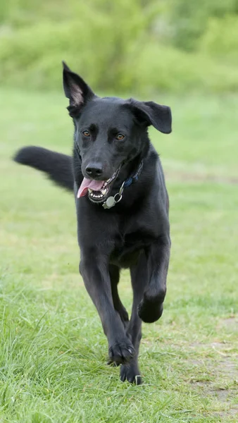 Czarny Pies Labrador Mix Niebieskim Kołnierzem Biegnie Łące Kierunku Jednego — Zdjęcie stockowe