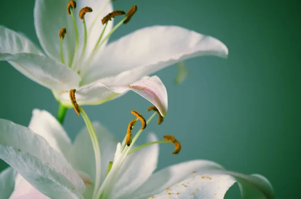 Two Lilies Front Green Background — Stock Photo, Image