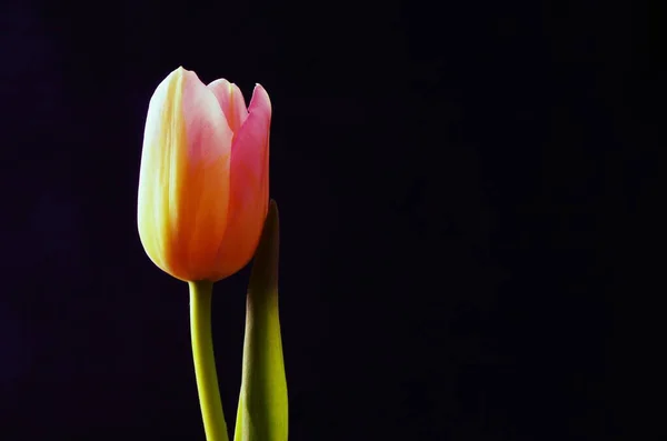 Vista Panorámica Hermosas Flores Tulipán —  Fotos de Stock