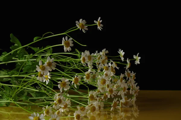 Kamille Blüht Blütenblätter Feldflora — Stockfoto