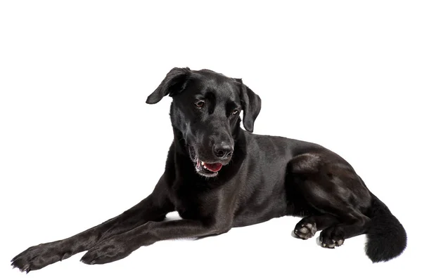 Labrador Nero Davanti Uno Sfondo Bianco — Foto Stock