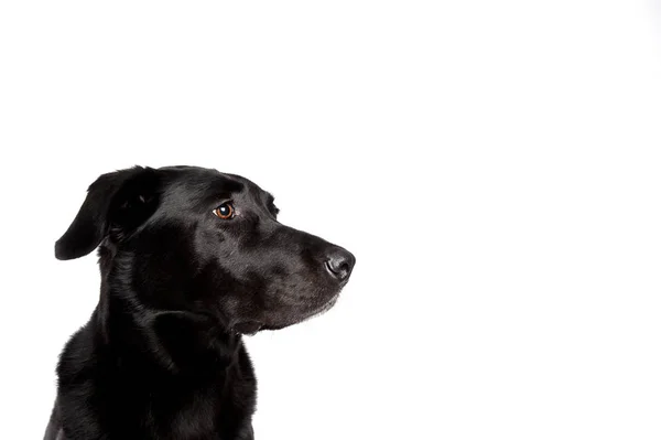 Labrador Negro Frente Fondo Blanco —  Fotos de Stock