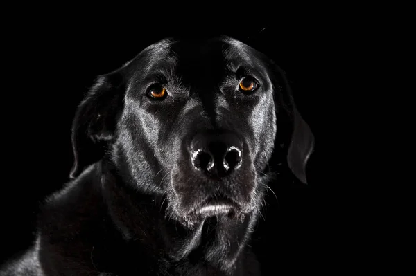 Retrato Labrador Negro Sobre Fondo Negro —  Fotos de Stock