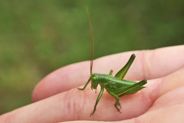 バッタ虫クリケット虫 — ストック写真