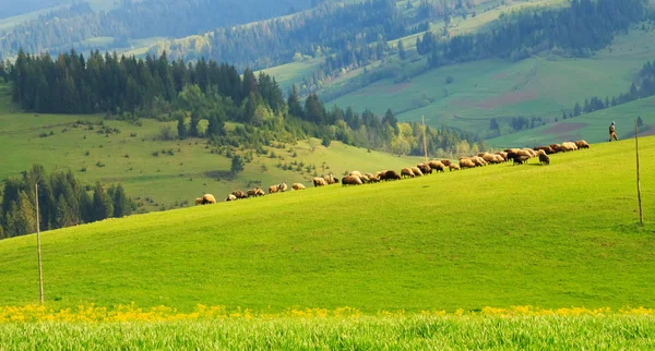 Frühlingsmorgen Ländliche Landschaft Den Karpaten Dramatischer Himmel Vor Sonnenaufgang — Stockfoto