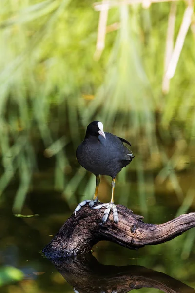 a coot is standing on a piece of wood in the water