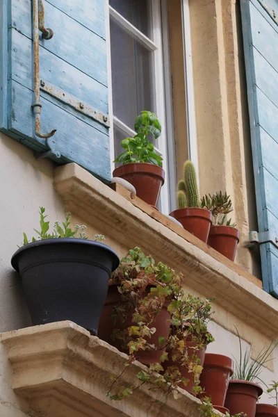 Olika Blommor Selektivt Fokus — Stockfoto