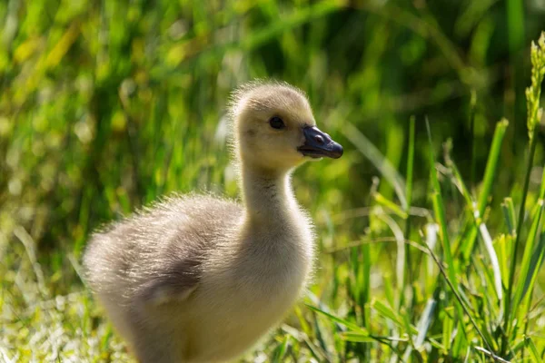 Une Petite Oie Poussins Courant Travers Herbe — Photo