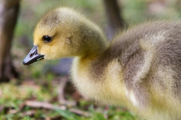 Pequeno Cisne Rastejando Está Correndo Grama Para Mãe — Fotografia de Stock