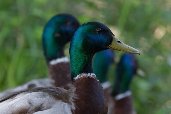 Varias Cabezas Patos Centraron Una Fila Primero — Foto de Stock