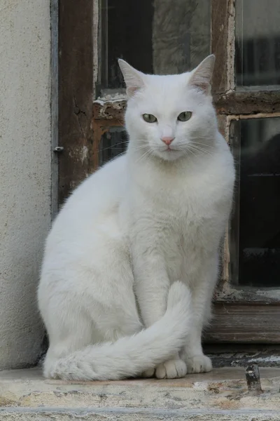 Λευκή Γάτα Μπροστά Από Παράθυρο — Φωτογραφία Αρχείου