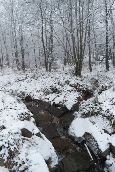 Zima Parku Narodowym Harz — Zdjęcie stockowe