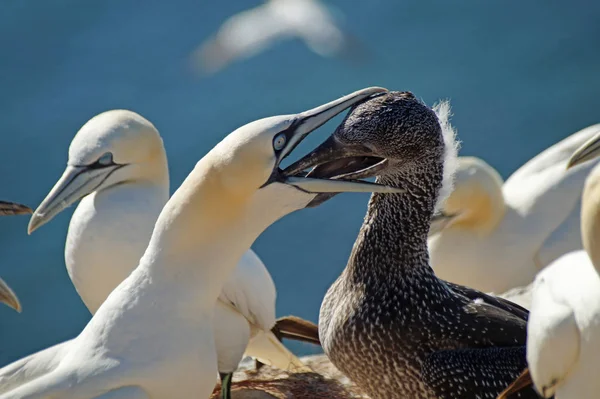 Animales Jóvenes Enfoque Selectivo — Foto de Stock