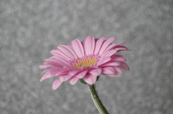 Gerbera Pétalas Flores Flora — Fotografia de Stock