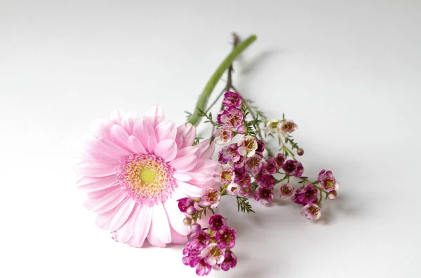 Bela Margarida Gerbera Pétalas Flores — Fotografia de Stock