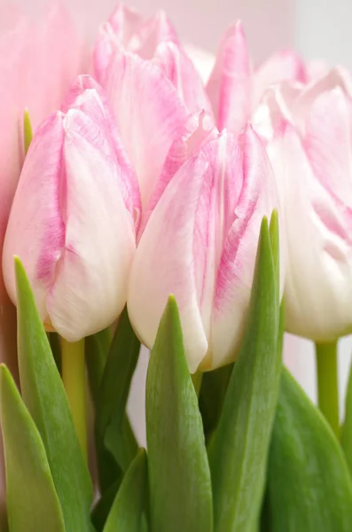 Schöne Frühlingstulpenblätter Frühlingsblumen — Stockfoto