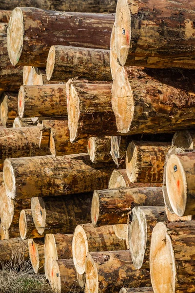 Pila Madera Seca Madera Cortada Lista Para Industria Forestal — Foto de Stock