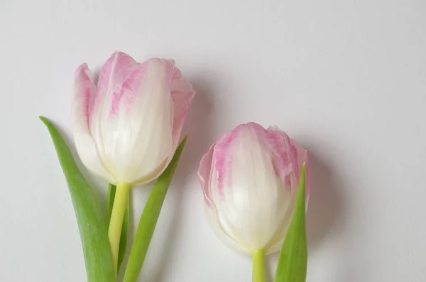 Frühling Tulpen Blütenblätter Flora — Stockfoto