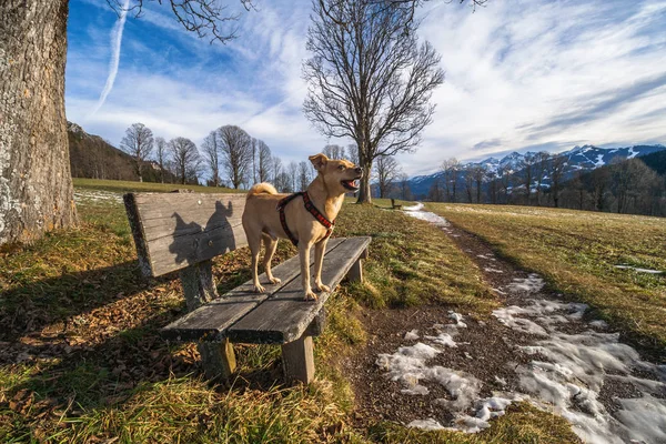Walk Small Dog — Stock Photo, Image