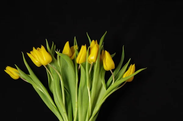 Beautiful Spring Tulips Petals Spring Flowers — Stock Photo, Image