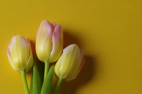 Krásné Jarní Okvětní Lístky Tulipánů Jarní Květiny — Stock fotografie