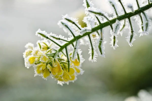 Schöne Botanische Aufnahme Natürliche Tapete — Stockfoto