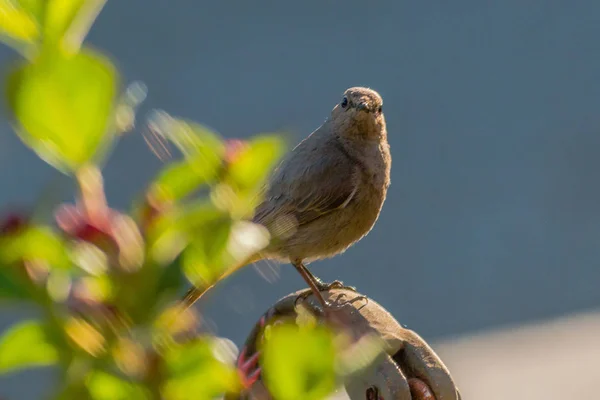 Scenic View Majestic Redstart Nature — Stock Photo, Image