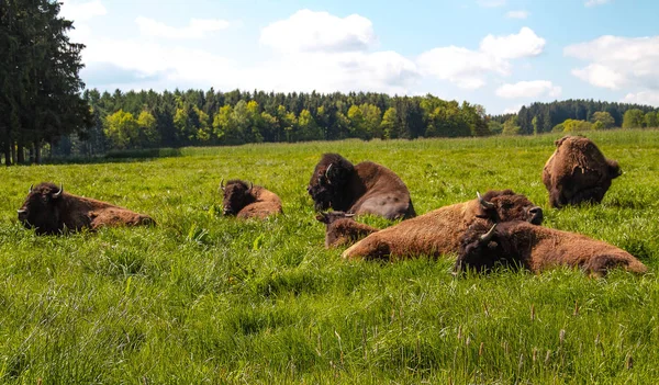 Unavený Jídle — Stock fotografie