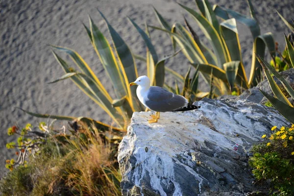 Malerischer Blick Auf Schöne Möwen Vögel — Stockfoto