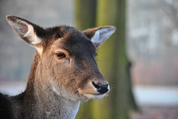 Deer Mammal Animal Nature — Stock Photo, Image