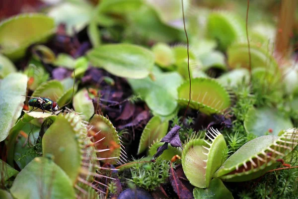 venus fly trap dionaea muscipula with fly