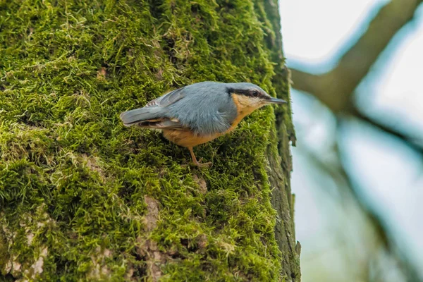 Kleiber Auf Nahrungssuche Baumstamm — Stockfoto