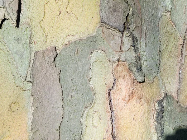 Frame Filling Detail View Bark Mountain Maple — Stock Photo, Image